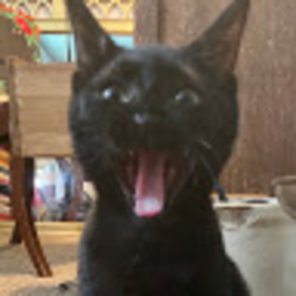 Meet your Posher, Sironapirahna - Picture 1 of 1